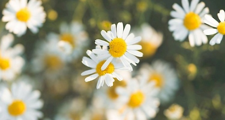 Macrobiotica e Coaching em Saude [PT]